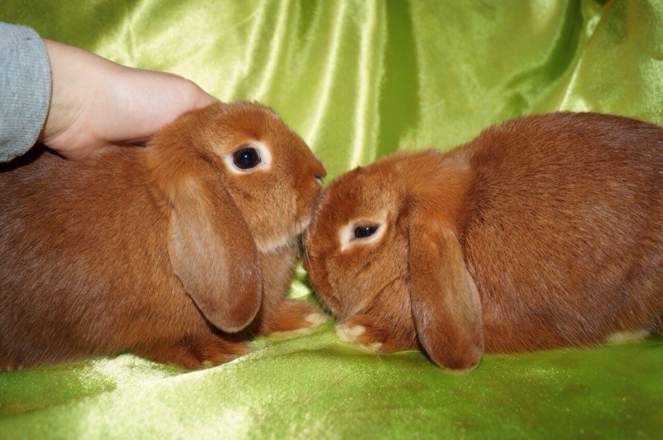 Друзья кролики