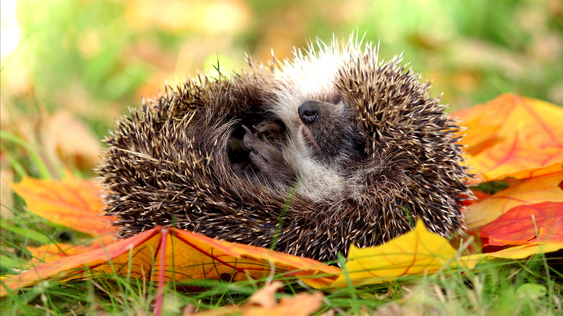 hedgehog_sleeping