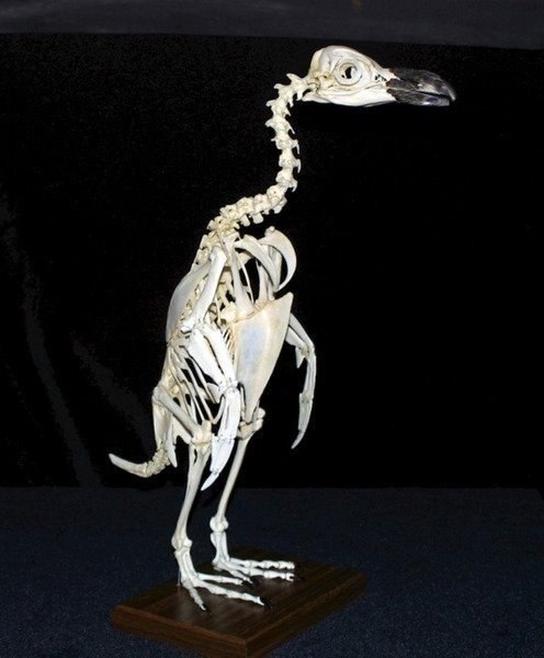 skeleton-penguin